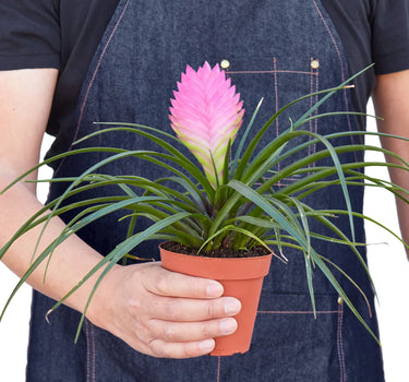 Bromeliad Cyanea 'Pink Quill'