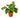Pothos 'Green Queen'
