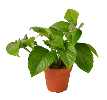 Pothos 'Green Queen'