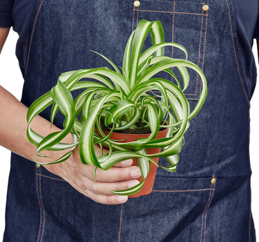 Spider Plant 'Bonnie'