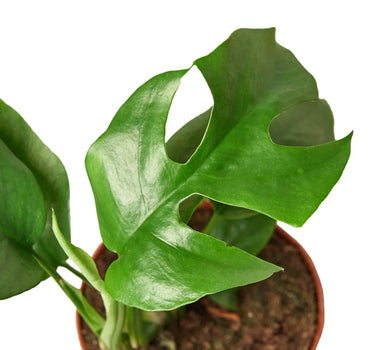Philodendron Mini Monstera Minima