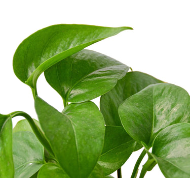 Pothos 'Green Queen'