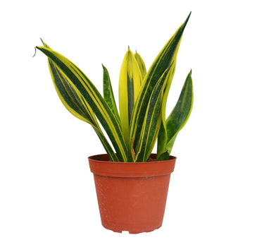Snake 'Gold Flame'