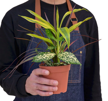 Dracaena 'Combo'