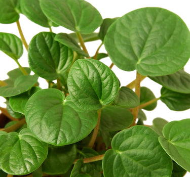 Peperomia 'Rana Verde'