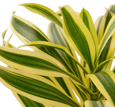 Dracaena 'Song of India'