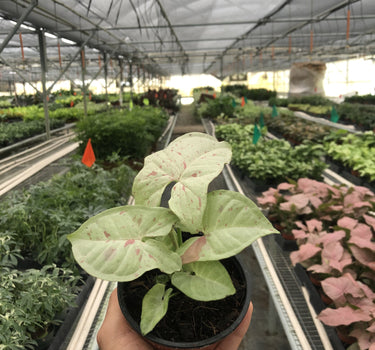 Syngonium 'Milk Confetti'
