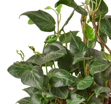 English Ivy 'Heart'