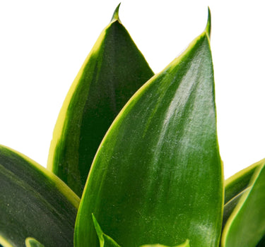 Snake Plant Emerald Star