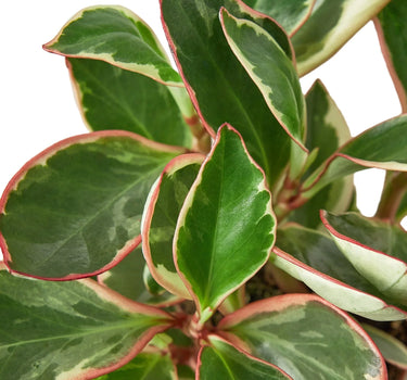 Peperomia 'Ginny'