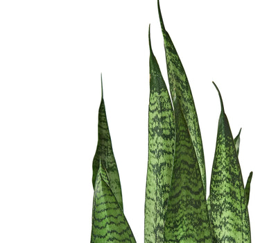 Snake Plant 'Zeylanica'