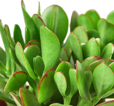 Succulent Crassula 'Jade'