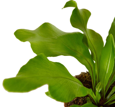 Bird's Nest 'Nidus' Fern