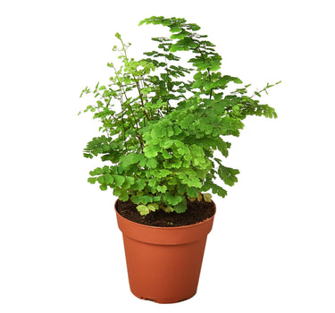 Maidenhair Fern - 4" Pot - NURSERY POT ONLY
