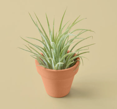 Ionantha Guatemala Tillandsia Air Plant with Terra Cotta