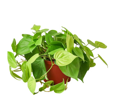 Philodendron 'Neon'