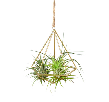 Air Plant Display Hanger - Brass