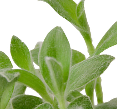 Tradescantia White Velvet