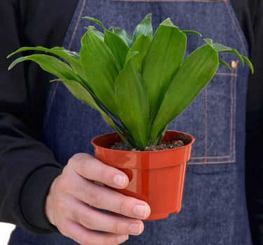 Dracaena 'Janet Craig'