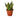 Snake Plant Black Gold