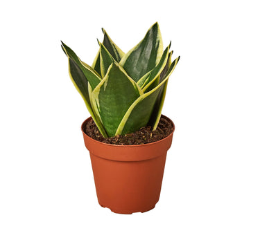 Snake Plant Black Gold - Nursery Pot 4-inch