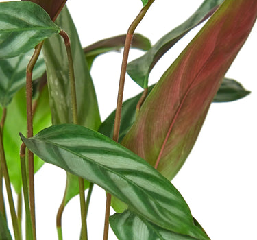 Calathea 'Grey Star'