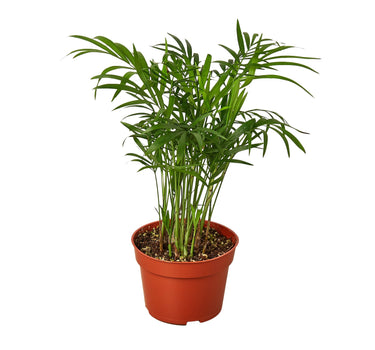 Parlor Palm