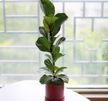 Fiddle Leaf Fig Tree