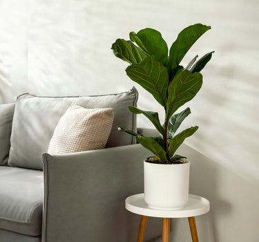 Fiddle Leaf Fig Tree