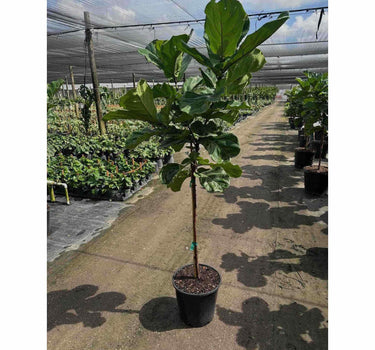 Fiddle Leaf Fig Tree