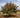 Hot Wings™ Tatarian Maple