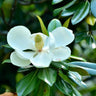 Teddy Bear Southern Magnolia flower