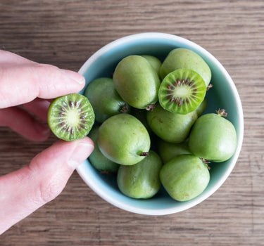 Prolific Kiwi