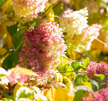 Limelight Hydrangea Tree