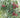 Brewster Lychee Tree