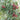 Brewster Lychee Tree