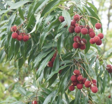 Brewster Lychee Tree