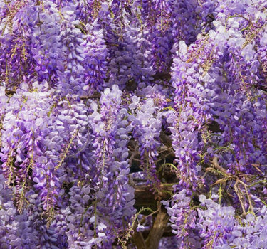 Blue Moon Wisteria