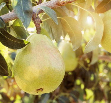 D'Anjou Pear Tree