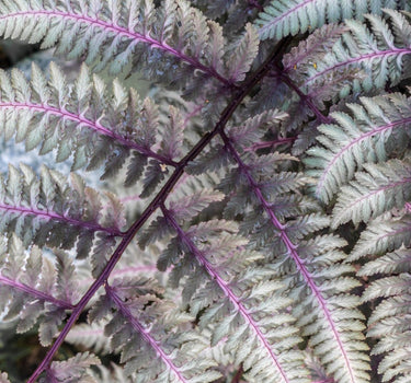 Japanese Painted Fern