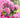 Roseum Pink Rhododendron