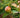 3-in-1 Apple Tree