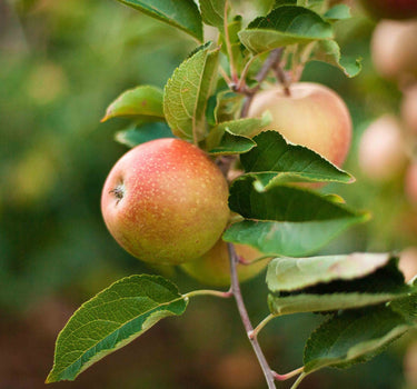 3-in-1 Apple Tree