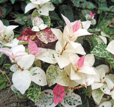 Snow-N-Summer™ Asiatic Jasmine