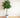 Braided Benjamina Ficus