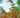 Vermillionaire® Large Firecracker Plant