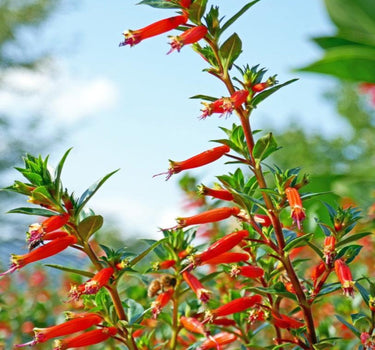 Vermillionaire® Large Firecracker Plant