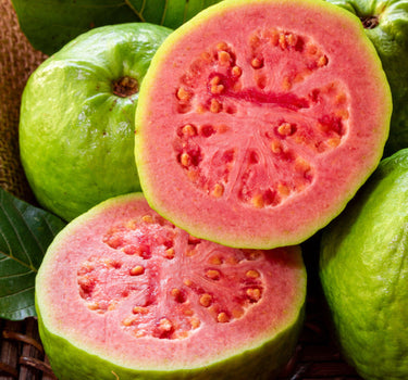 Ruby Supreme Guava Tree