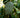 Soursop Tree