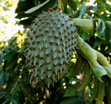 Soursop Tree